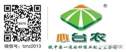 果實接近成熟，警惕柑橘表面各種油胞病